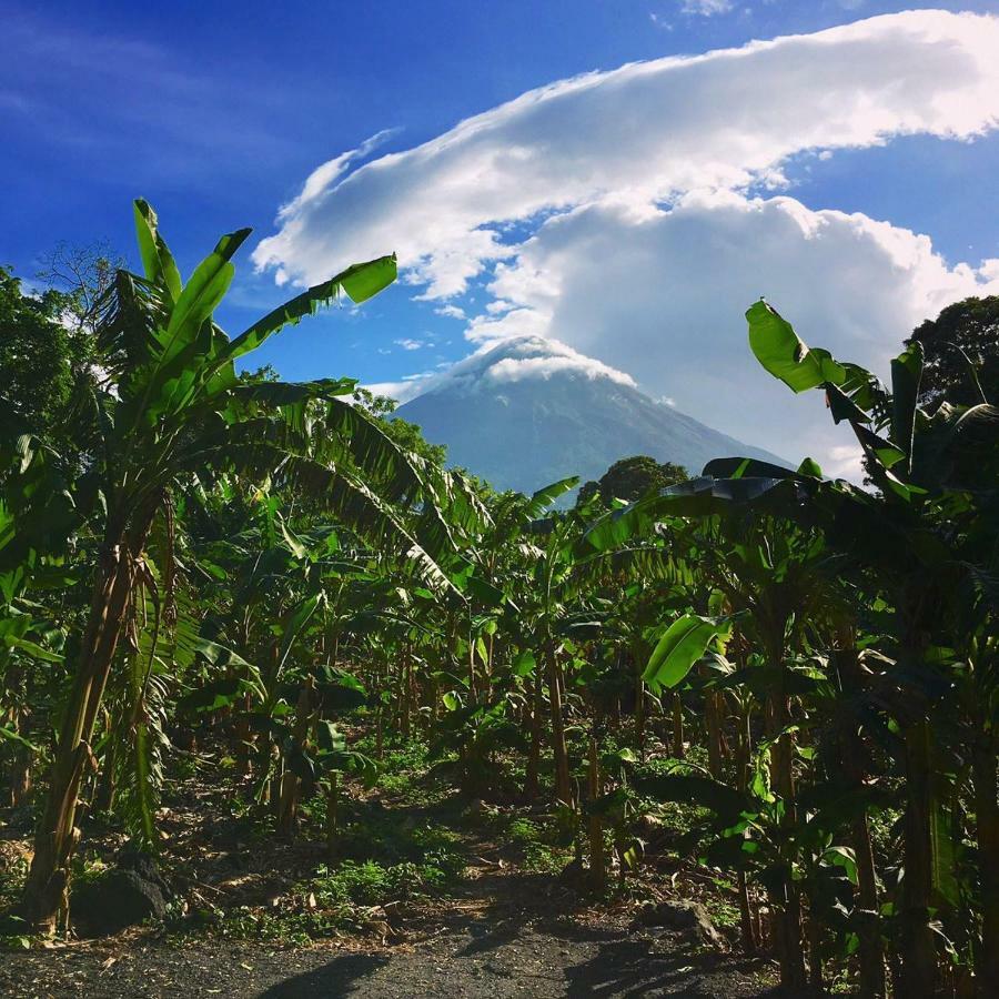 Penzion Hospedaje Bananas Altagracia Pokoj fotografie